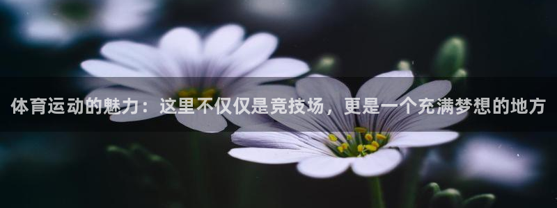 动感熊猫体育公园